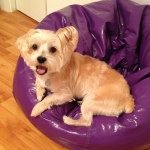 Profile Picture of Koda James Martinez (@koda_too_fly) on Instagram