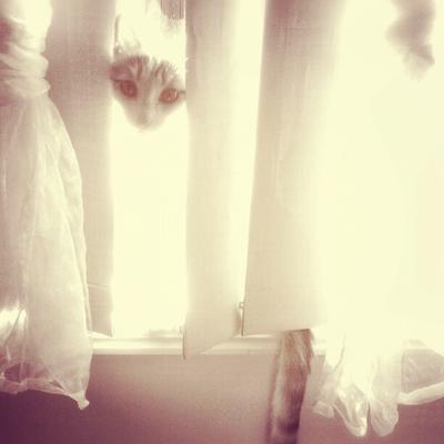 Profile Picture of Yvonne Schultz (@kazakhstanro16) on Twitter