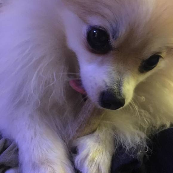 Profile Picture of Dan Caputo (@dannyc22) on Poshmark