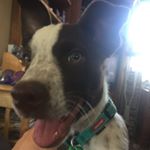 Dave Blackwell - Instagram Profile Picture of Dave Blackwell (@dave_cowboys99) on Instagram