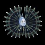 Profile Picture of Steven Kovacs (@steven_kovacs_prints) on Instagram