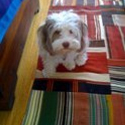 Profile Picture of Shelley Dowdy (@forshelley) on Twitter