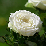 Profile Picture of Michela Franzoni (@michela franzoni1) on Flickr