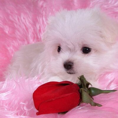 Profile Picture of Coco Johnson (@Cocojohnson13) on Twitter