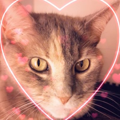 Profile Picture of Lacey Wallace (@LWallace75) on Twitter
