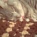 Profile Picture of Leah Regeski (@leahmr1998) on Pinterest