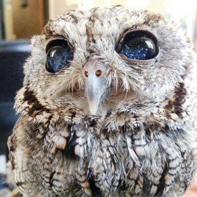 Profile Picture of Dennis Herbert Gaulke Esq - Sometimes Regginald (@dennis_gaulke) on Twitter