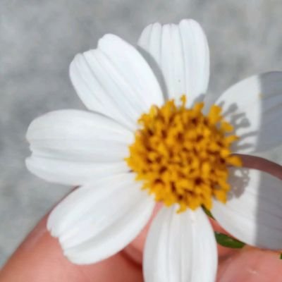 Alexa Lorenzo - Twitter Profile Picture of Alexa Lorenzo (@AlexaLorenzo14) on Twitter