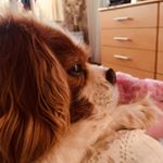 Profile Picture of Tasha Stephenson🐶 (@tasha_001x) on Instagram