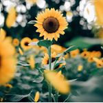 Profile Picture of Jessica (@sizersnail) on Instagram