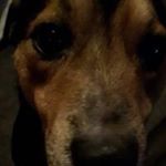 Profile Picture of Joyce Stead (@steadjoyce) on Instagram