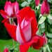 Profile Picture of Alice Joe (@alice.joe.92798) on Facebook
