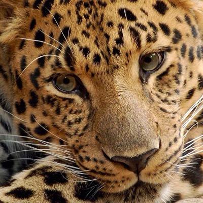 Profile Picture of Adrian Barcenas (@AdrianBarcena31) on Twitter