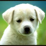 Profile Picture of shannonherold (@shannonherold) on Instagram