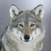 Profile Picture of Foster Bailey-dick (@foster-bailey-dick-1) on Quora
