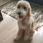 Profile Picture of Lori Schumacher (@thepooponcoop) on Instagram