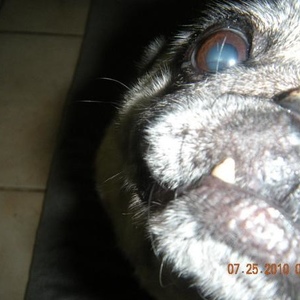 Profile Picture of Stanley Hughes (@1pugness) on Myspace