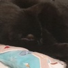 Profile Picture of user9058978476017 (@blobbieboo) on Tiktok