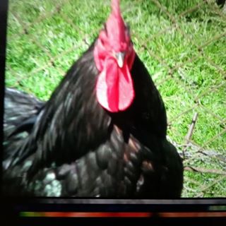 Profile Picture of Corry Freeman (@corry.freeman.9) on Facebook