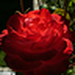 Profile Picture of Stephen Hatter (@stephenhatter2011) on Flickr