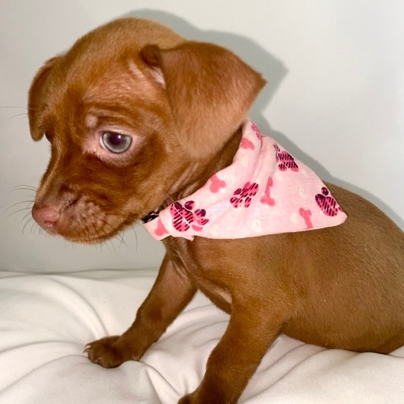 Profile Picture of Aleene Garcia (@aleenegarcia) on Poshmark