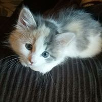 Profile Picture of Laura Tolzmann (@laura-tolzmann-1) on Quora