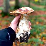 Profile Picture of Peter Fuchs (@madmadogmad) on Instagram