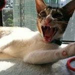 Profile Picture of Tony Chiu (@tokyo.ronin) on Instagram