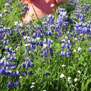 Profile Picture of Candy Plummer (@candy.plummer.334) on Facebook