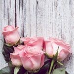 Profile Picture of joan (@joan_mohammed.152152) on Instagram