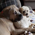 Profile Picture of Anya and Ruby (@diggybuttandmoo) on Instagram
