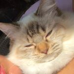 Profile Picture of Lucia Gunnel Telin (@_luczhiathepuzzy_) on Instagram