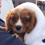 Profile Picture of Buddy Wise (@wise.buddy) on Instagram