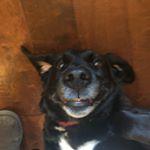 Profile Picture of Dog Cat Bunny (@lucy_randall_nibs) on Instagram