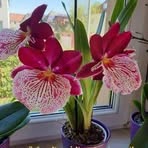 Profile Picture of Georgette Boschee (@Georgette-Boschee) on Facebook