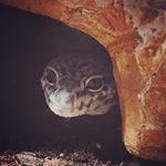 Profile Picture of Felix 💚 (@felix.leopardgecko) on Instagram