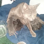 Profile Picture of Sharon Pressnell (@sharon.pressnell.142) on Facebook