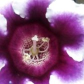 Profile Picture of Jabsi (@jabanela) on Twitter