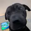 Profile Picture of mrmasonlambley (@masonjameslambley) on Tiktok