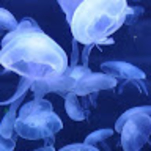 Profile Picture of Lorena Melo (@lorenamello) on Poshmark