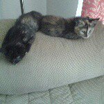 Profile Picture of David Kilmer (@_weird_unicorn_) on Instagram