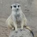 Profile Picture of Jackie Mcfaull (@cheekytiger) on Pinterest