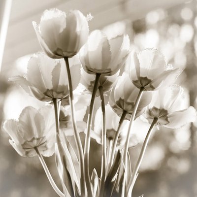 Profile Picture of Alice Cadorna (@alicewnaz) on Twitter