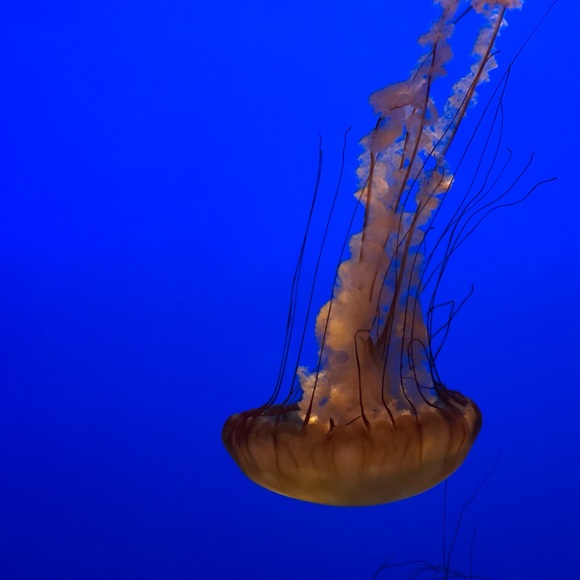 Kaveri Chengappa - Poshmark Profile Picture of Kaveri Chengappa (@poshmrk12) on Poshmark