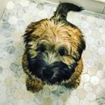 Profile Picture of Ollie (@oliver_lake_ramsey) on Instagram