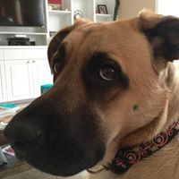 Profile Picture of Steven Tibbetts (@tibbettssteven) on Pinterest