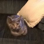 Profile Picture of Nancy L. Steelman (@nancysteelman1954) on Instagram