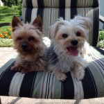 Profile Picture of Zoe And Bailey (@zoebaileytheyorkies) on Instagram