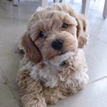 Rocky Bear - Instagram Profile Picture of Rocky Bear (@rockybear_cavapoochon) on Instagram