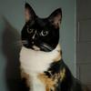 Profile Picture of Kelly Hawkes (@@coraline.the.cat) on Tiktok